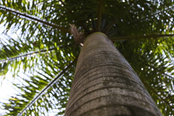 Fototapeta premium Image of a palm tree with a blue sky.Defocused view of the trunk and branches with green leaves from bottom to top.Art background photography
