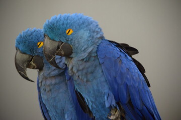 Bird at Green Planet Dubai