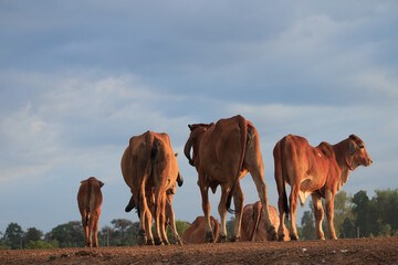 A herd of cattle in the countryside at sunset.