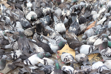 Many pigeons eat grain in a city square. Motion blur.
