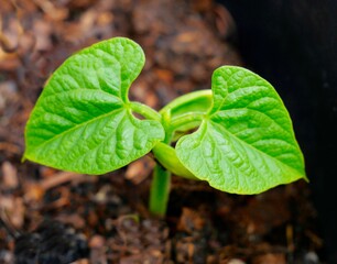 Junges Pflänzchen einer Stangenbohne, Phaseolus vulgaris