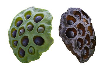 Dry lotus seeds isolated on white background.