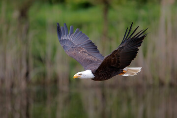 Bald eagle or American eagle (Haliaeetus leucocephalus) flying in the South of the Netherlands