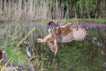 An  European Eagle Owl (Bubo bubo) flying over a lake in the Netherlands.