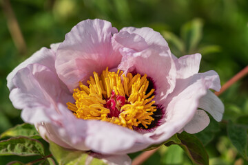 Close-up of pink blooming tree peonies in sunlight. Nature background.