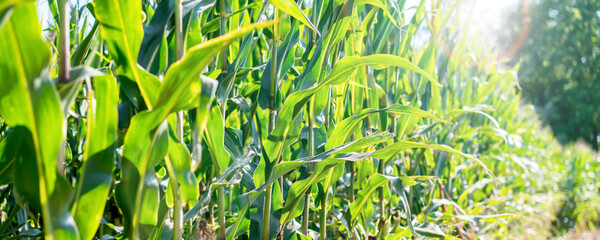 Big green corn leaves on cornfield plantation close up view