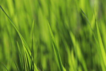 Green grass background. Shallow depth of field.