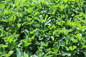 Fototapeta na wymiar Green field of alfalfa (Medicago sativa). Field of lucerne in springtime. Fresh grass growing.