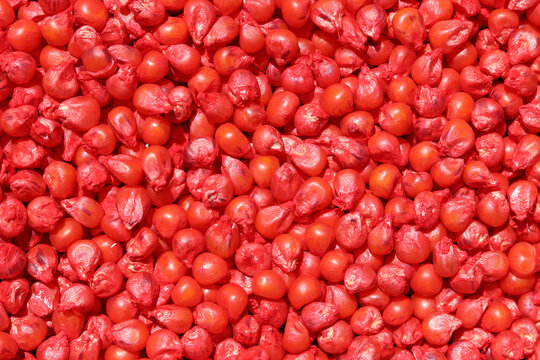Pile of red corn seeds.