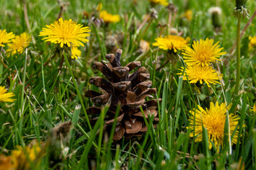 A pine cone stands upright in a grassy field, surrounded by dandelions. 