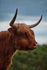 Portrait of Highland cow with horns