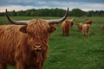 Brown Highland Cow In A Field. Highland cattle herd with calves