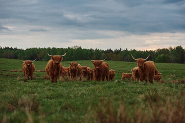 Highland cattle herd with calves - obrazy, fototapety, plakaty