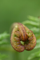 Emerging ferns in Lanhydrock Cornwall