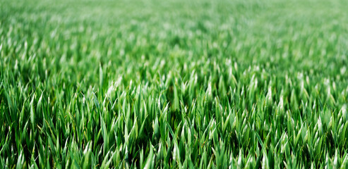close-up view of fresh green plants on field, wide nature background