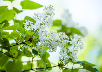 white lilac branch of white lilac blooming nice smelling