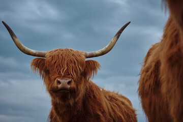 Highland cow with horns. Portrait of a cow against the sky