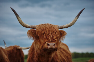 Portrait of Highland cow with horns