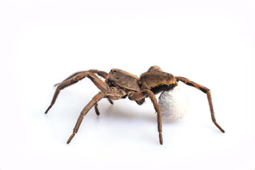 Female Wolf-spider whit egg on butt on white background,selective focus point, macro