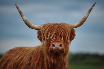 Vache Highland avec des cornes. Fermer