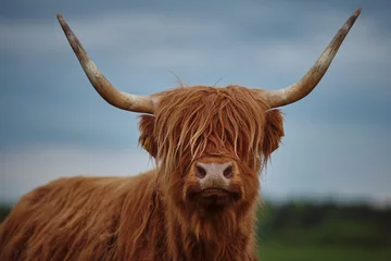 Papier Peint photo Lavable Highlander écossais Vache Highland avec des cornes. Fermer
