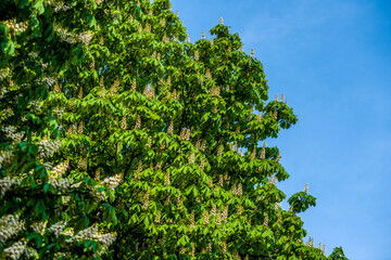 Obraz premium blooming chestnut large trees with brown flowering chestnuts with green foliage very beautiful