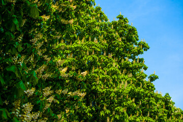 blooming chestnut large trees with brown flowering chestnuts with green foliage very beautiful