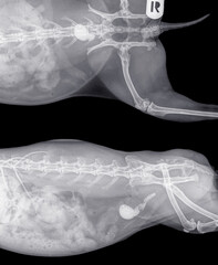 Digital X-ray of a dorsal and side view of a rabbit full with grit and stones in the bladder. The many white grains can clearly be seen in the urinary bladder in the abdomen. Isolated on black