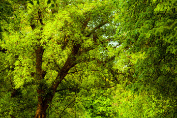 green leaves on trees in between and between the road country dirt trees with greenery and grass