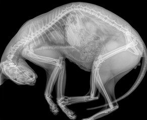 Digital X-ray of a cat in side view, slightly bent on the table. Isolated on black