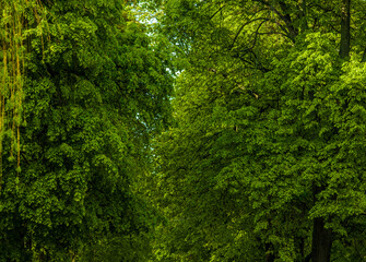 green leaves on trees in between and between the road country dirt trees with greenery and grass