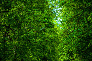 Fototapeta premium green leaves on trees in between and between the road country dirt trees with greenery and grass