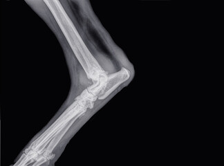 X-ray of a dog with Osteoarthritis in the elbow (ulna, humerus and radius). Isolated on black - obrazy, fototapety, plakaty