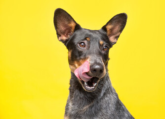 studio shot of a cute dog on an isolated background