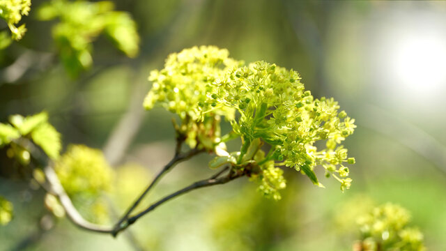 Inflorescence of a Norway maple (Acer platanoides) in a forest in springtime 