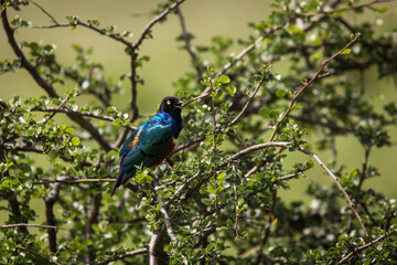 Superb Starling blue bird (Lamprotornis superbus) in Tarangire National Park, Tanzania.