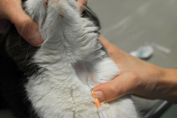 Veterinarian takes a blood sample of a cat from the jugular vein with a syringe. The animal is held, fixed