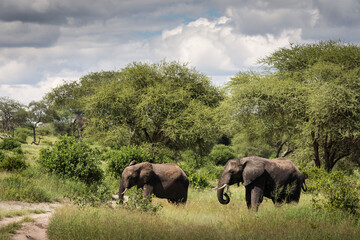 Beautiful elephants during safari in Tarangire National Park, Tanzania.