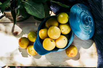 Petites prunes jaune reine-claude fraichement cueillies au jardin
