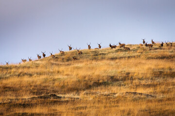 Fototapeta na wymiar Herd of deers in wet meadow, Scotland, UK with blue sky in background.
