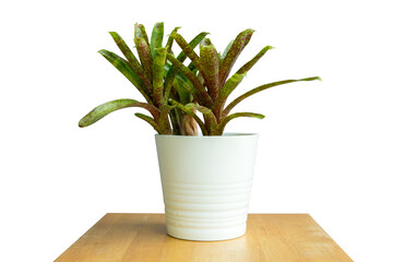 Die cut Bromeliad tree isolated on white background with clipping path ( Aechmea fasciata, Urn Plant.