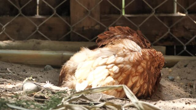 Happy chickens ,chicken dust bathing , Free range chicken, agriculture