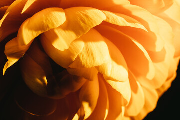 Orange ranunculus flower closeup shot.