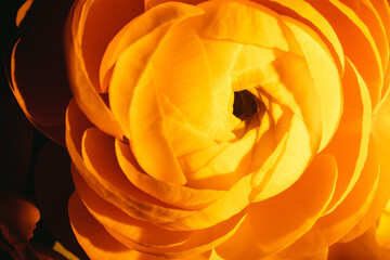 Orange ranunculus flower closeup shot.
