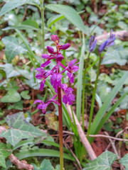 The legend that Early Purple Orchid grew under Christ's cross, and the leaves were splattered with the blood of Christ, have resulted in the names Gethesmane and cross flower.