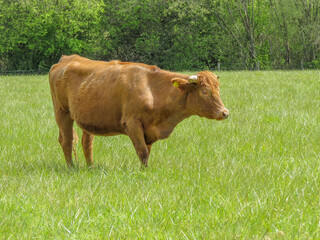 pretty brown cow with horns standing in the meadow