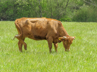 beautiful brown cow with horns grazing in the meadow