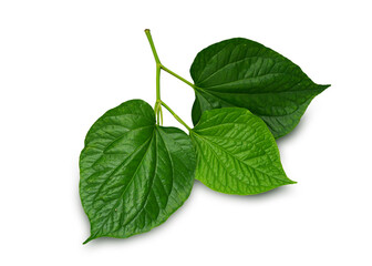 Wild Betel Leafbush isolated on white background. This has clipping path.  
