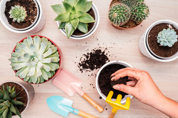Potting up succulent plants. Home gardener transplanting plant in ceramic pots on the wooden table....
