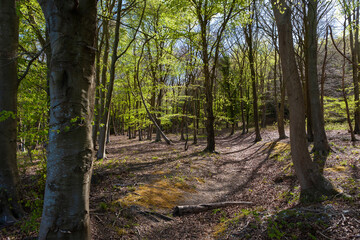 Beech trees (Fagus sylvatica) in new Spring leaf, Lambdown Hill, Stoughton, West Sussex, UK